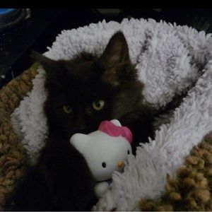 Meet your Posher, Janaiya